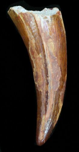 Curved Spinosaurus Premax Tooth #38241